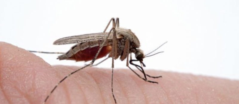 Meet The Bad Girls Of The Mosquito World, Saltmarsh Mosquitoes, Also Knows As Aedes Sollicitans