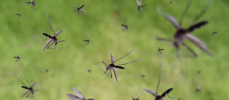 Mosquito Control, the Gift That Keeps on Giving