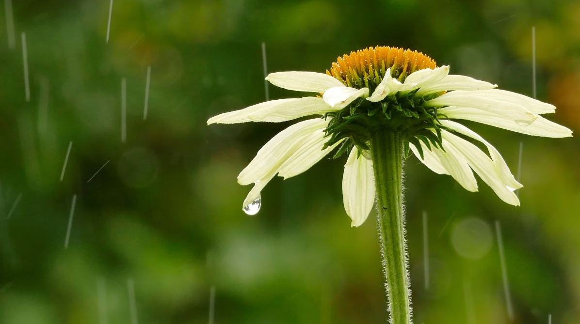 Why Mosquitoes Swarm After Springtime Rains