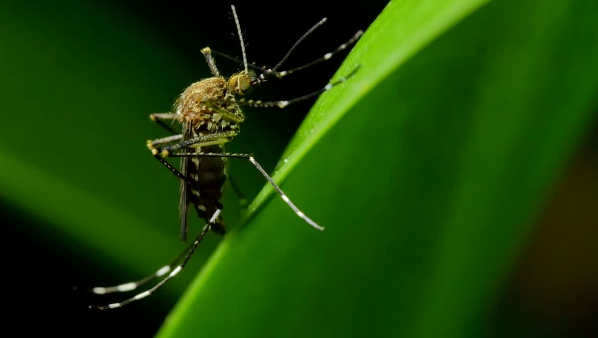 How Do I permanently Get Rid of Mosquitoes?