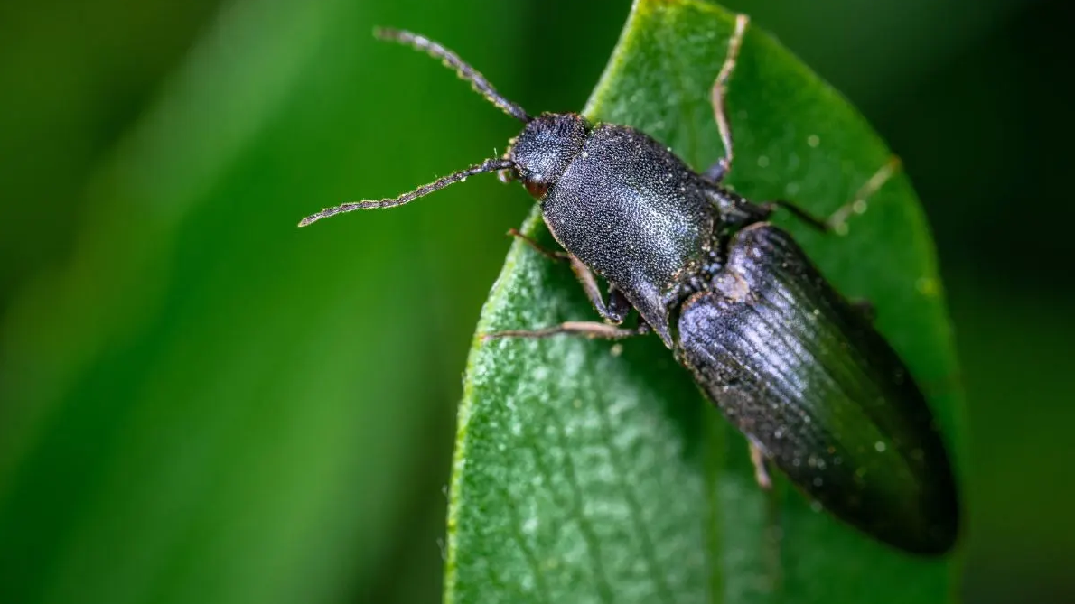 How Do I Keep Bugs Out of My Yard Naturally?