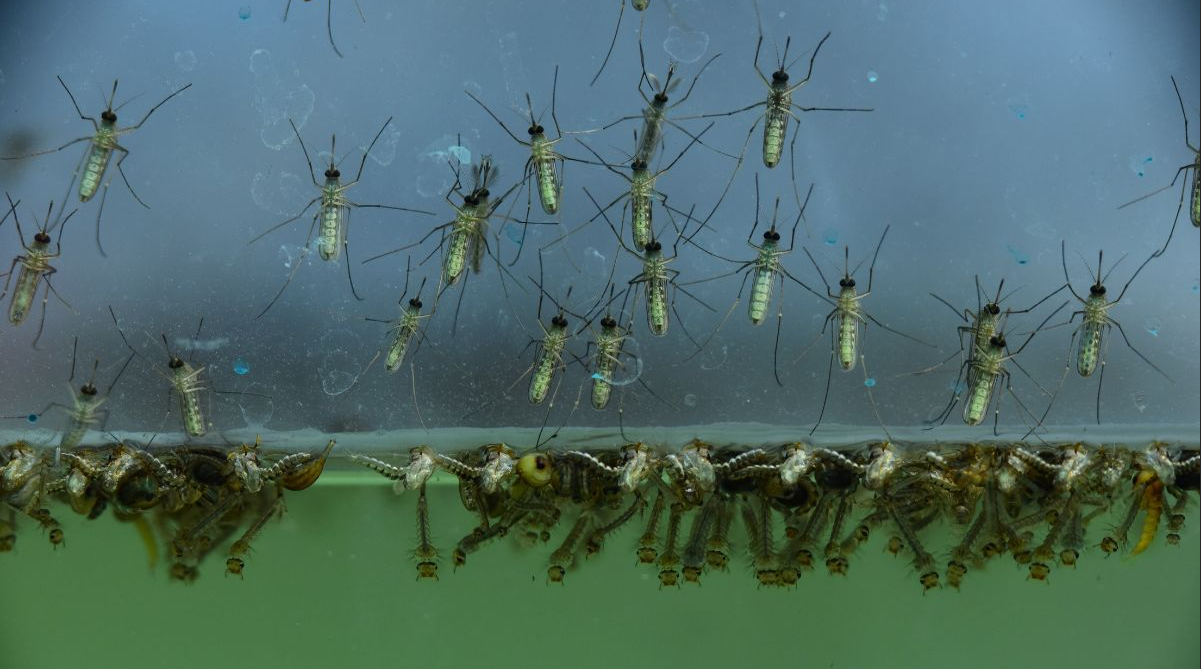 Mosquito Control, Do I Really Need It?