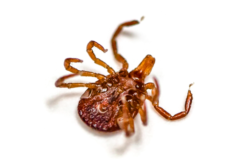 University Park Tick Control