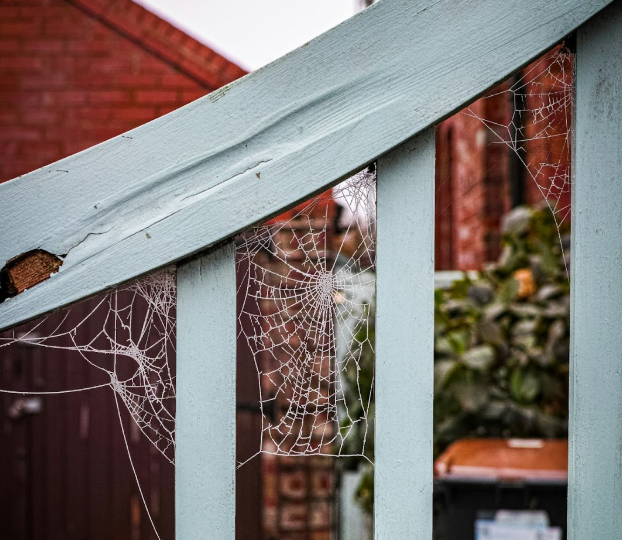 Your Guide to Mosquito Squad & Pewaukee Spider Control Solutions