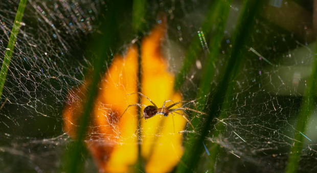 Need Mukwonago Spider Control Solutions? Try Mosquito Squad!