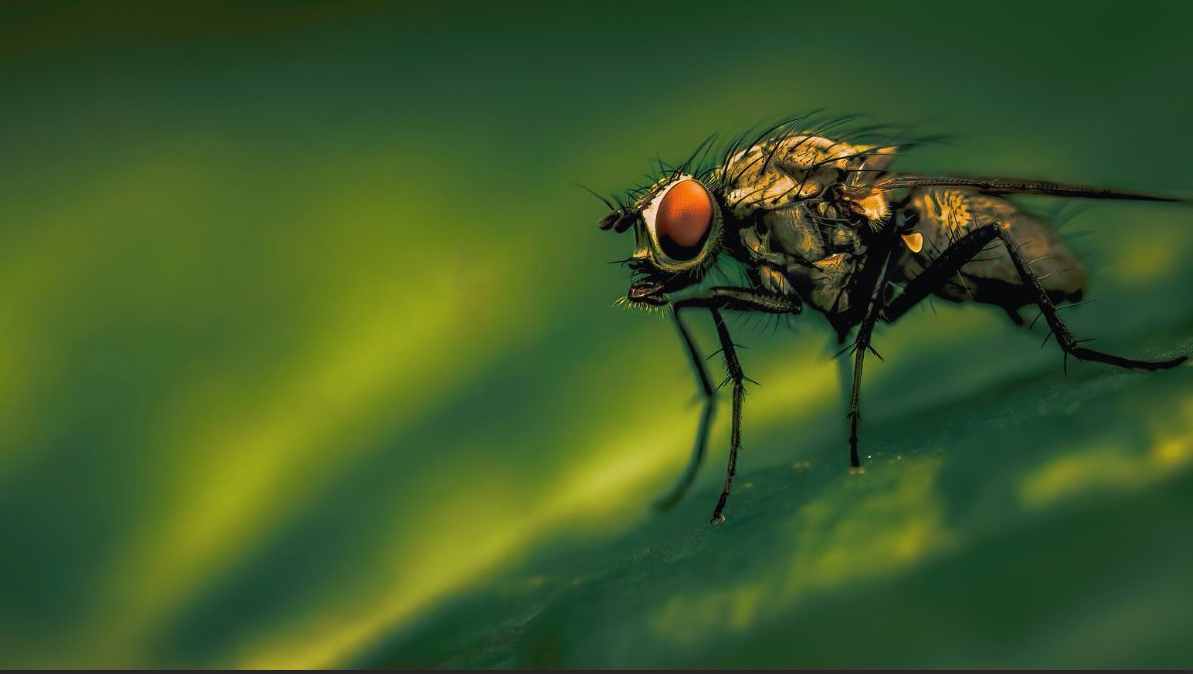 3 Important Reasons You Need Fly Control