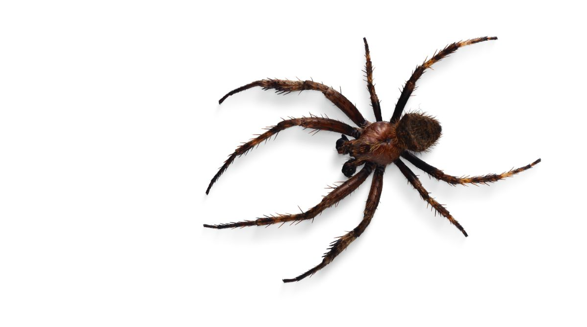 Are Spiders Getting Bigger