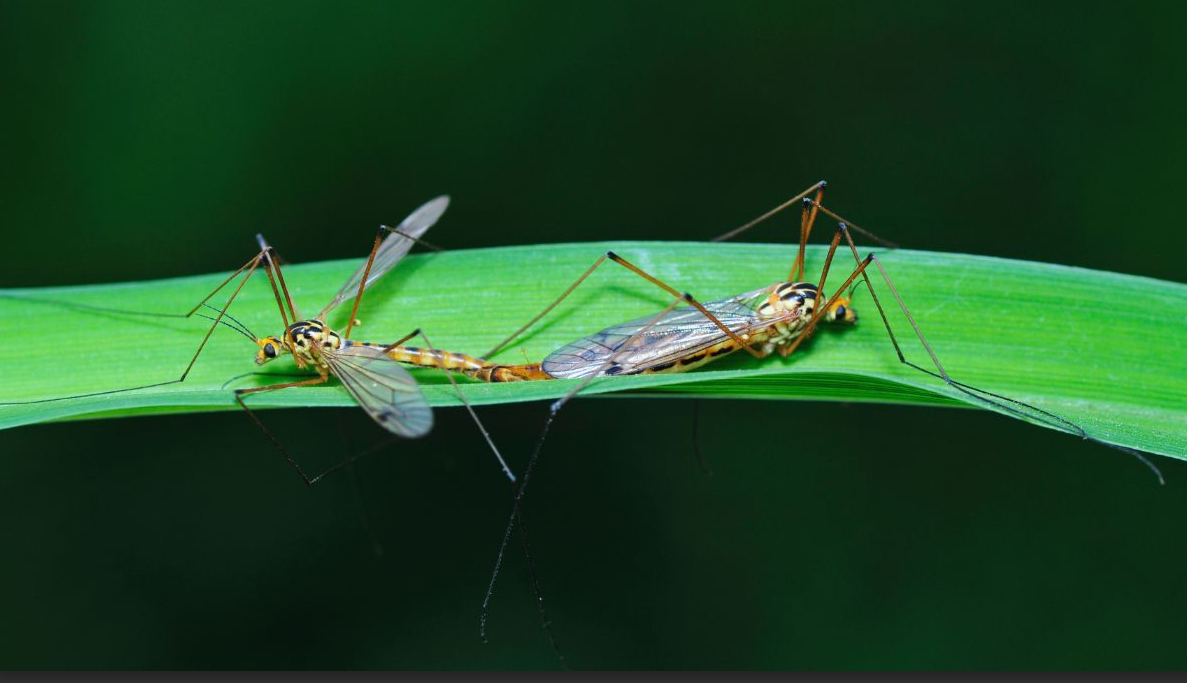 Is it Just Me, or Are Pests Getting Bigger?