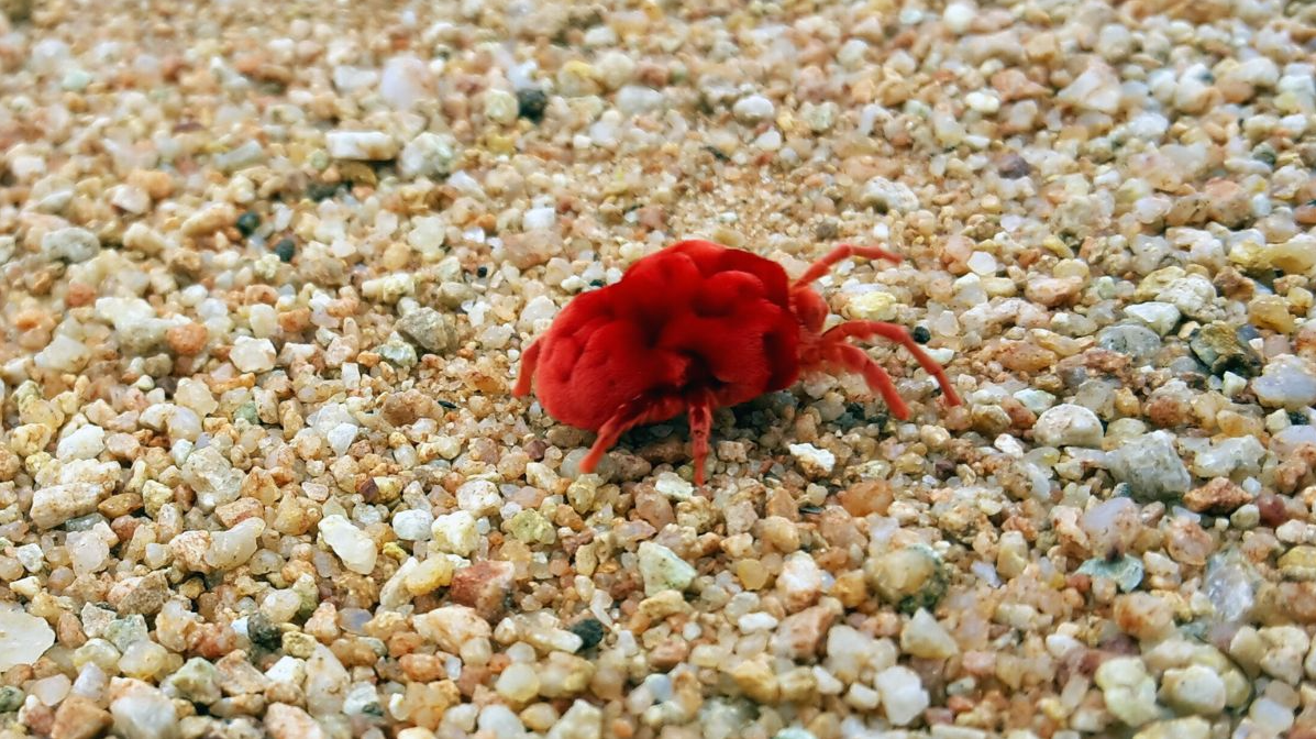 Chiggers in Texas: Do They Go Away After Mowing?