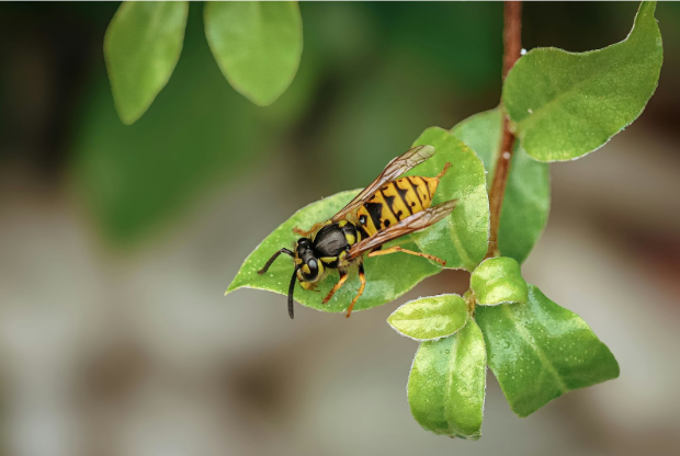 Yellow Jacket Control in Plano, TX