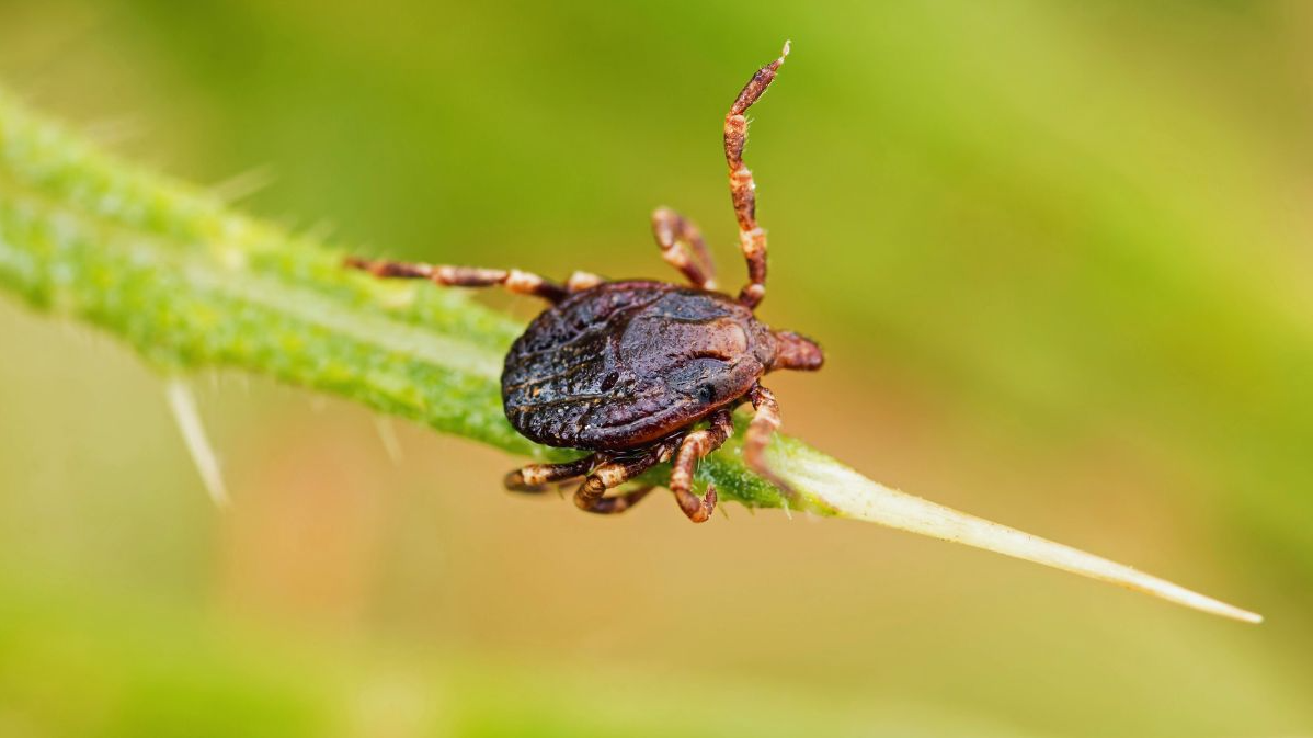 Who Do You Call to Get Rid of Ticks?