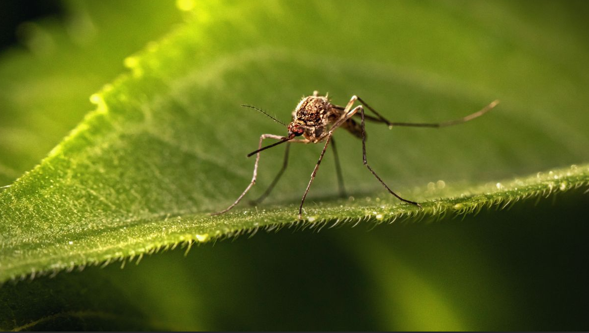 Tick-Tock: Time to Schedule Your Mosquito Control
