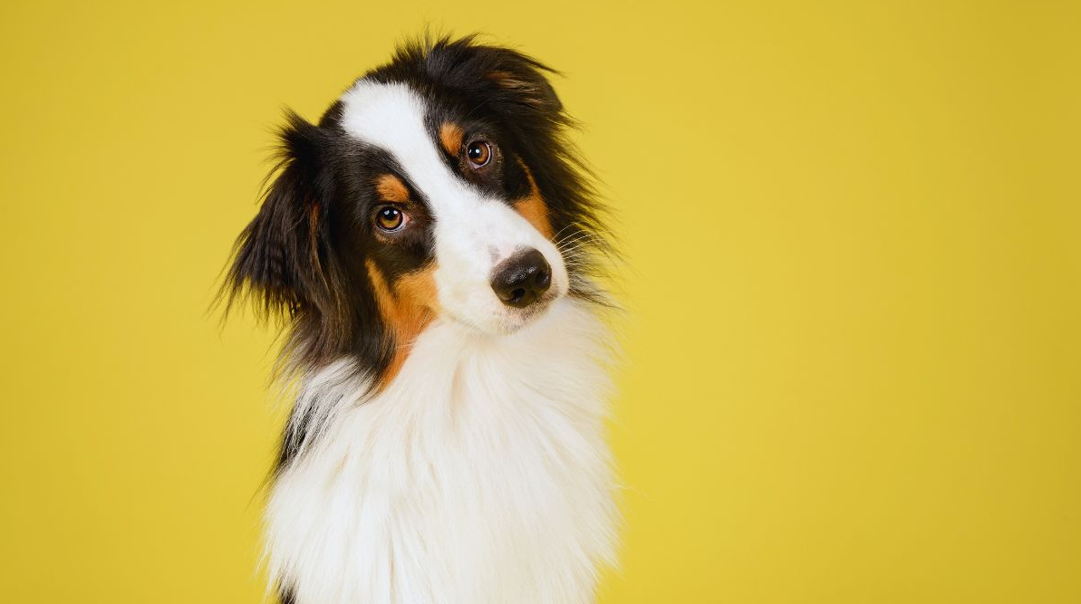 Looking for Good Dog Tick Protection?