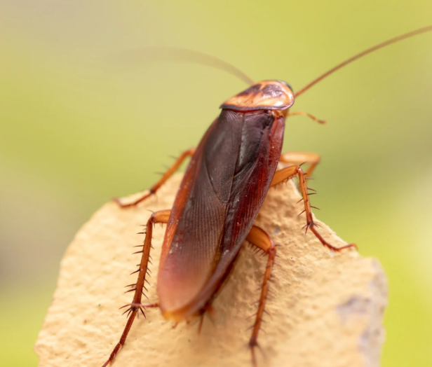 What Do I Need to Know About Sussex, WI Cockroach Control?
