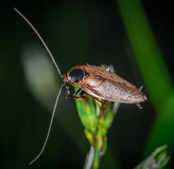 Curious About Mosquito Squad's Solutions for Pewaukee Cockroach Control?