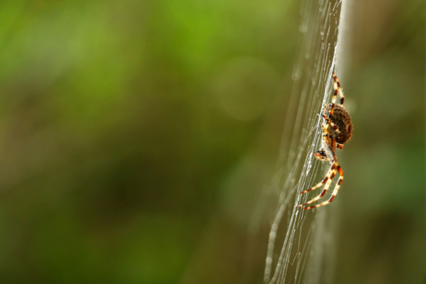 Your Guide to Mosquito Squad’s Oconomowoc WI Spider Control Solutions