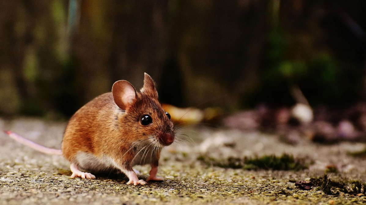 Rodent Control, Pest Control Go Hand-in-Hand