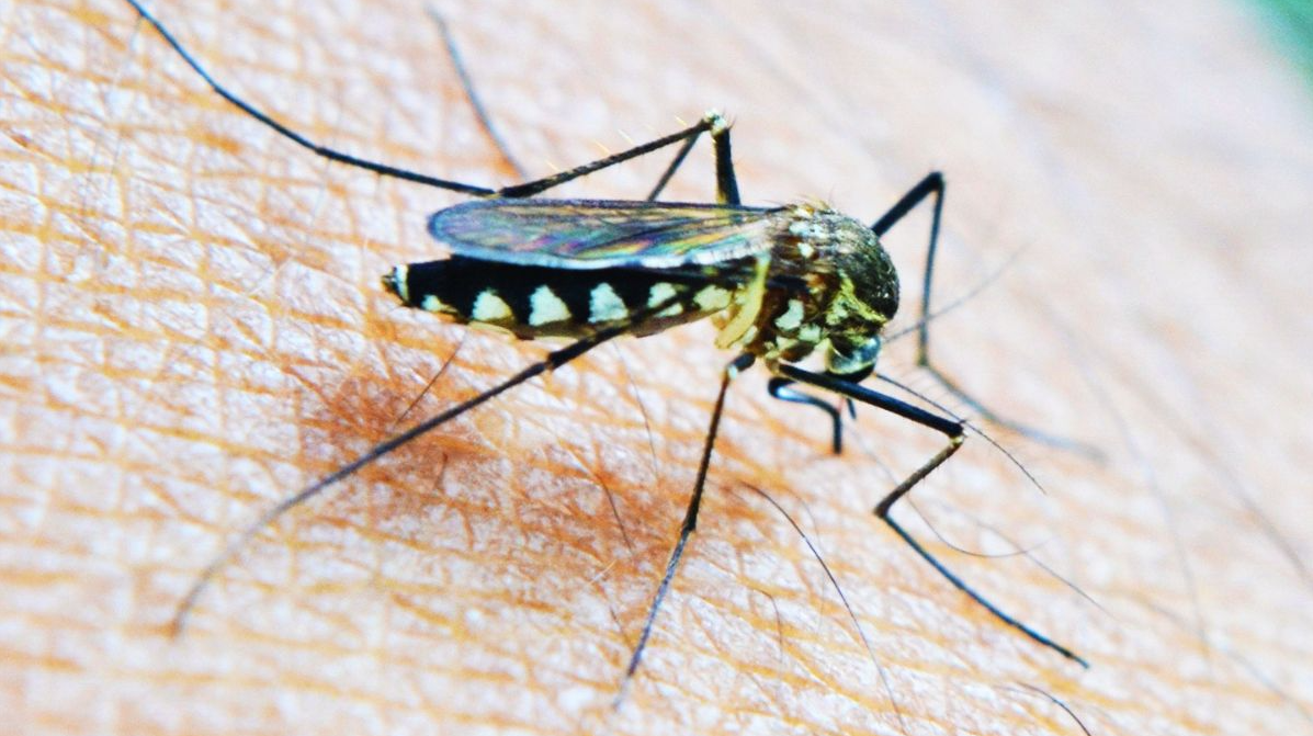 Mosquitoes: Do They Bite or Sting?