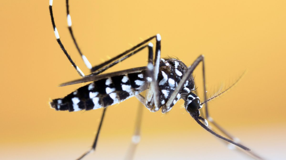 Four Incredible Mosquito-Related Facts