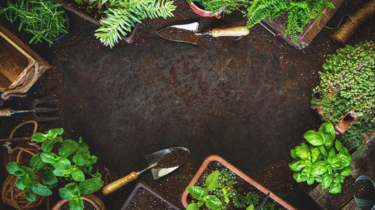 Eco-Conscious Mosquito Control, Your Herb Garden’s Ally