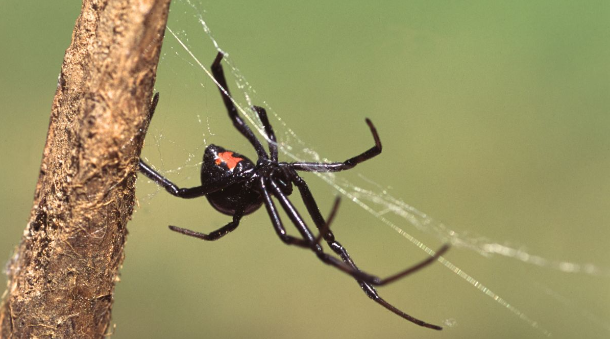 Along Comes a Spider: Who You Gonna Call?