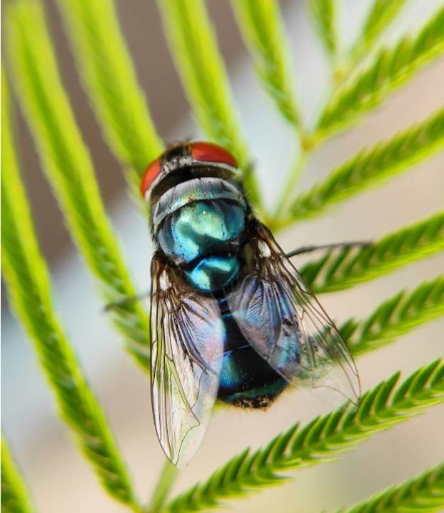 Stop Swatting – Try Mosquito Squad’s New Berlin, WI, Fly Control Solutions!