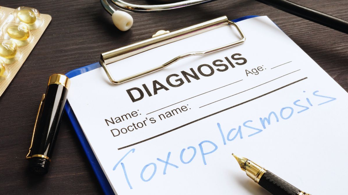 Zombie Mice Are Real? The Creepy Truth About Toxoplasma Gondii