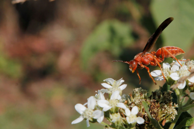 Garland Wasp Control
