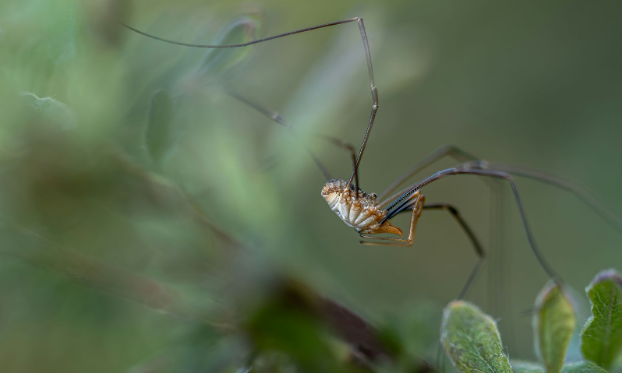 What Do I Need to Know About Waukesha Spider Control?