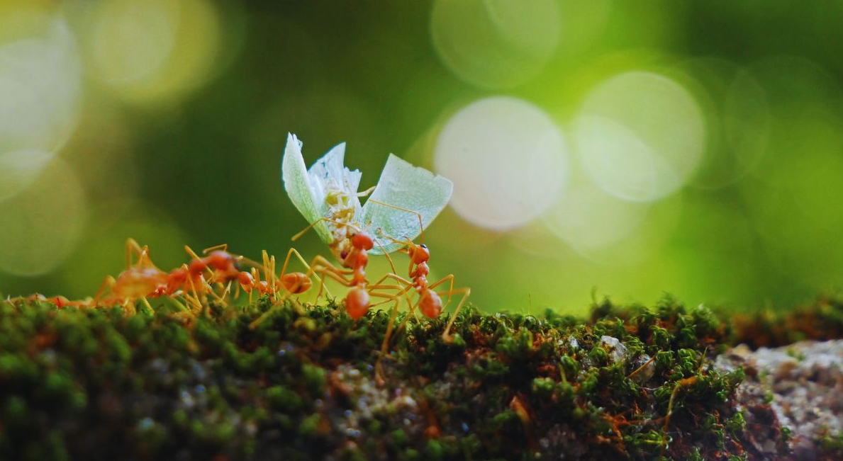 When Ants March In: Avoiding Ant Armies Indoors