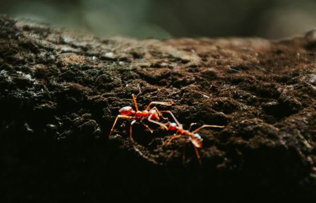 Fire Ant Control in Garland, TX