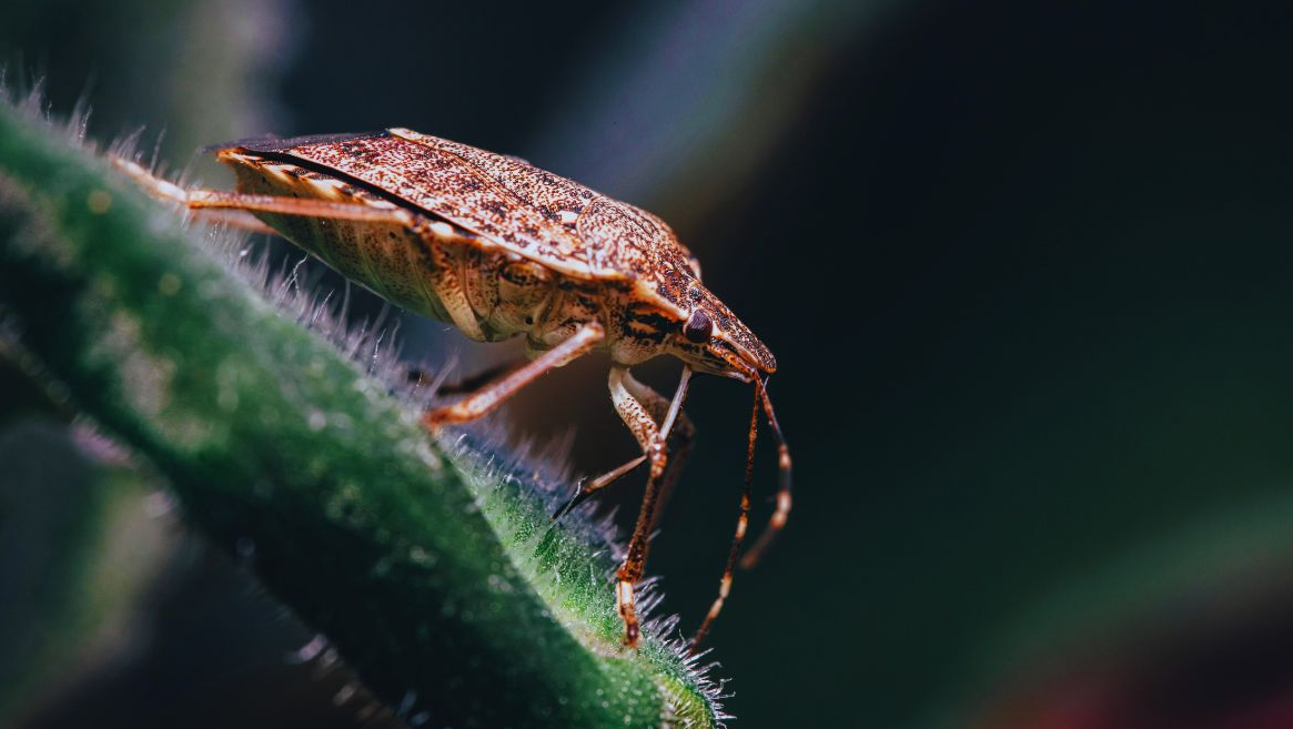 Why Don’t We See Stink Bugs in the Summertime?