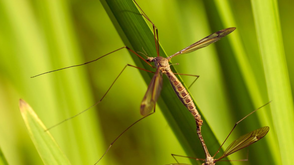 Facts, Fiction, and Fun with Mosquito Hawks