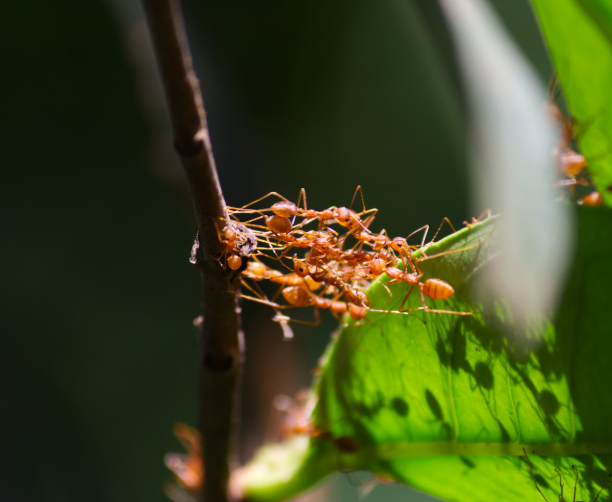 Dallas Fire Ant Control
