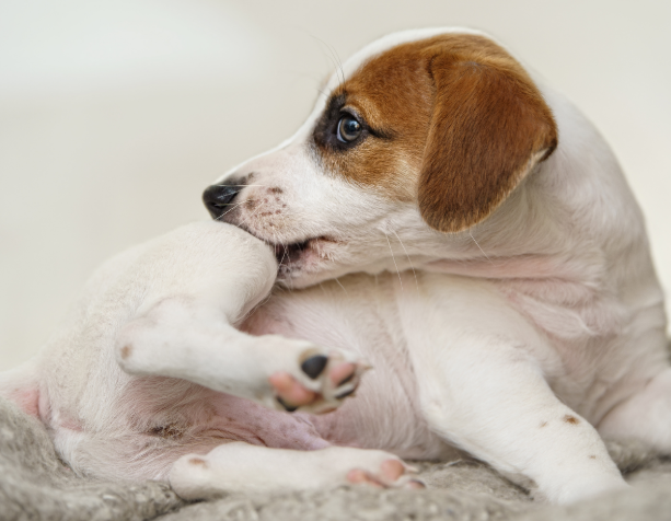 Flea Control in Plano, Texas