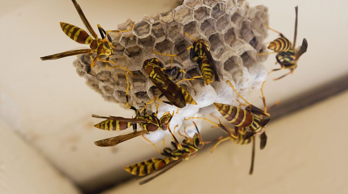 Why Are So Many Wasps Around My Pool?