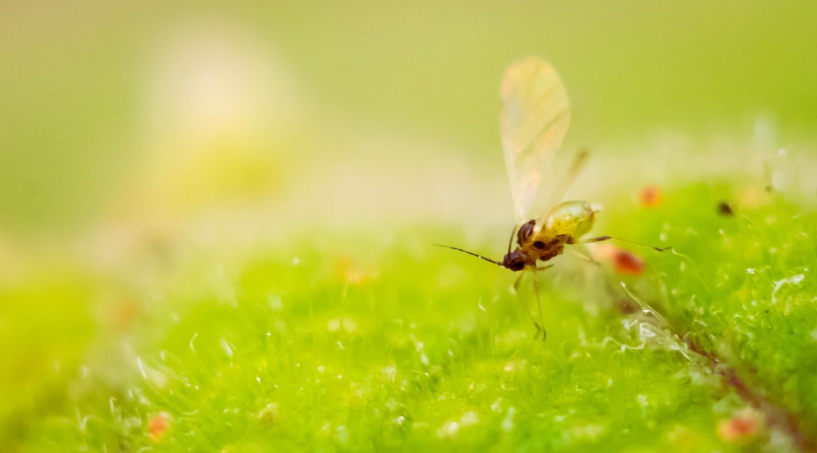How Do I Get Rid of Gnats Swarming My Yard?