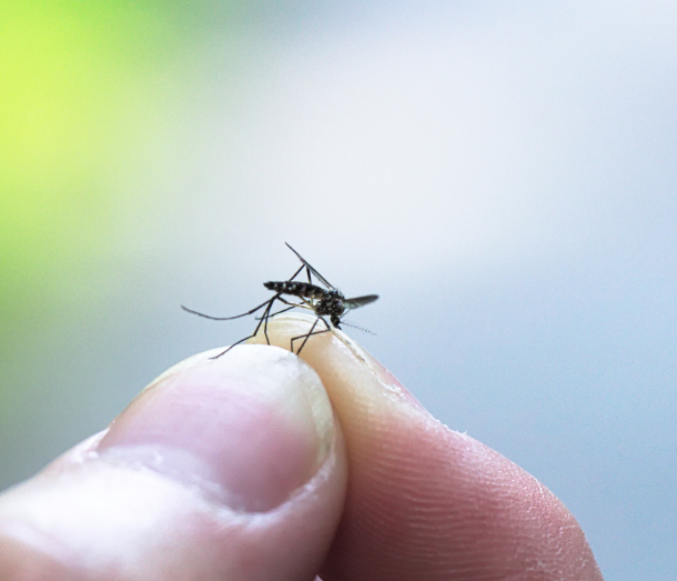 Is Mosquito Squad the Right Choice for Mosquito Control Near Me?