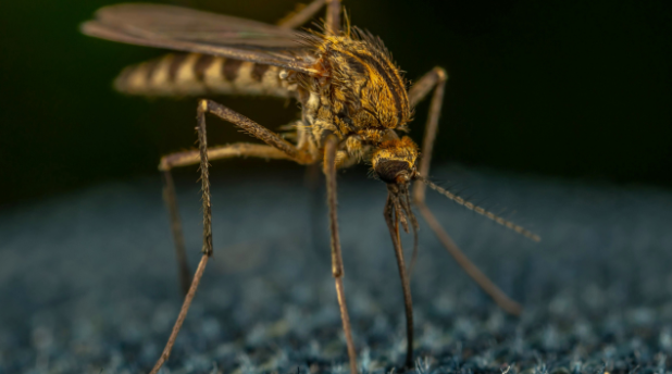 Here's How Reliable Alcoa Mosquito Control Work