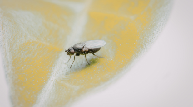 Gnat Control for Morning and Evening Relaxation