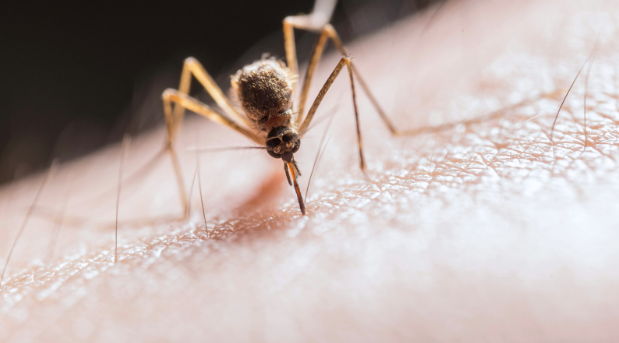 How Long Does it Take for Mosquitoes to Become Adults?