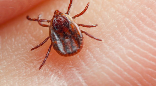 If You Need Tick Control in Milwaukee, WI, Mosquito Squad Has Your Back!