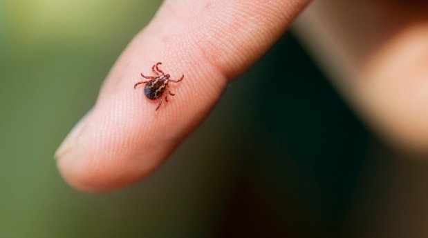 If You Need Tick Control in Lisbon, WI, Mosquito Squad Has Your Back!