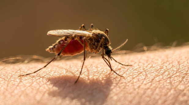 When Do Mosquitoes Become Active in Glen Allen, VA? Mosquito Control, Pest Control, & More