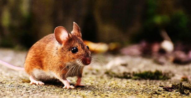 Pest & Rodent Control in Hopkinton, RI