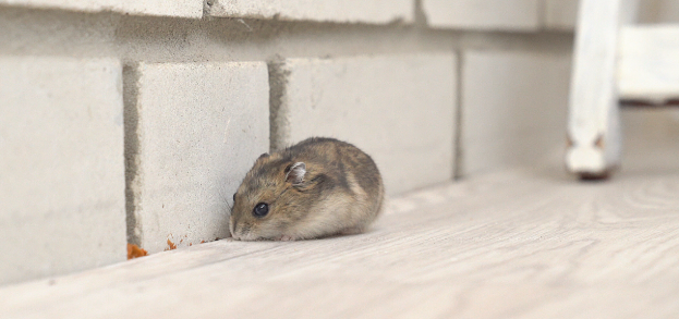 Pest and Rodent Control in Concord, NH