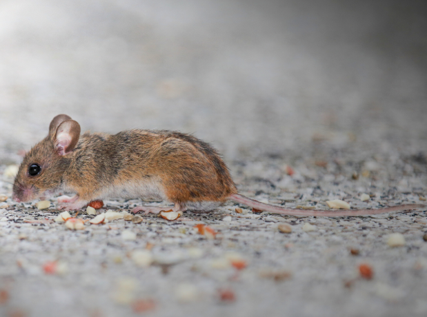 Pest & Rodent Control in Chelmsford & Cambridge, MA