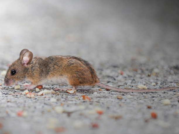 Pest and Rodent Control in Andover, MA