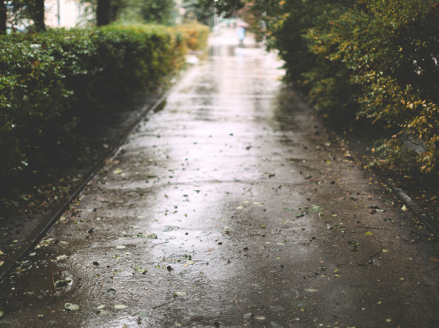 How Rain Affects Pest Activity in Bedford, MA | Pest Control