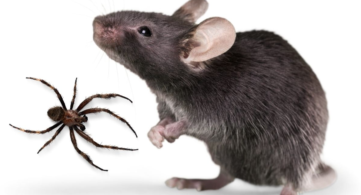 What Spiders and Rodents Around Your Home Could Mean